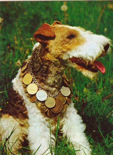Cartolina fox terrier - cartolina,