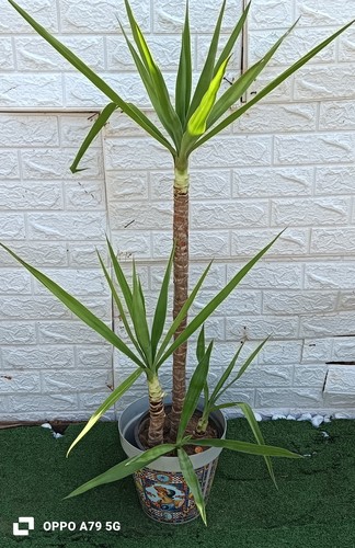 Jucca elefantina - jucca,
