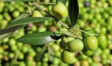 Ulivo Olivo Leccino "Olea