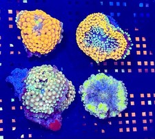 Pack Of 4 Ricordea Mushroom