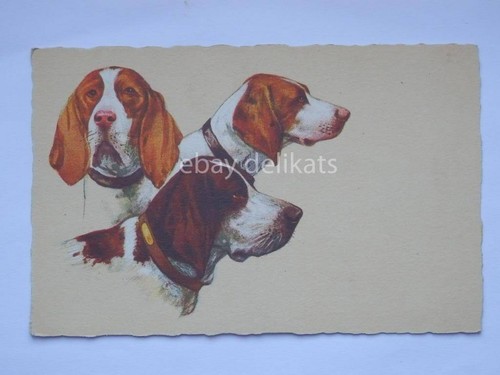 Pointer setter cane - pointer, caccia