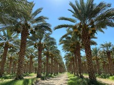 Semi di palma da dattero Medjool Phoenix dactylifera 6 semi freschi semi di dattero Medjool