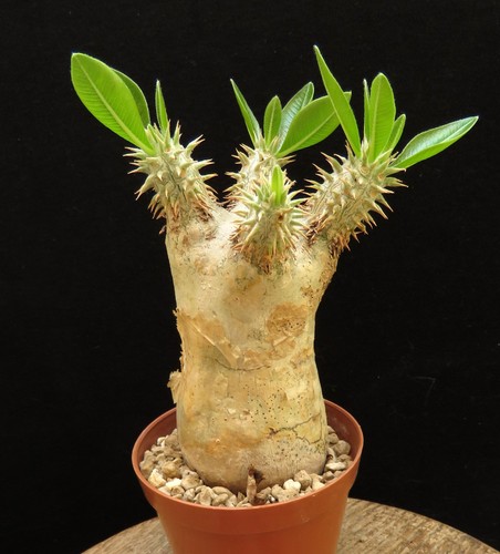 Pachypodium eburneum caudex - pachypodium, eburneum,