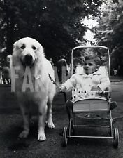 Foto vintage Animali, un