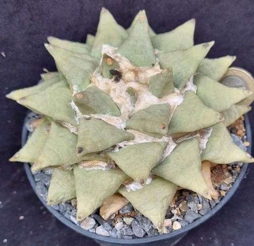 Ariocarpus furfuraceus from - furfuraceus,