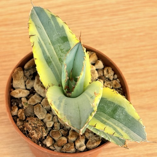 Agave titanota white ice - agave, f