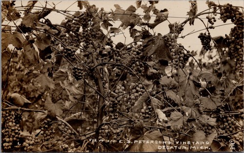 Uva peterson s vineyard - uva,,