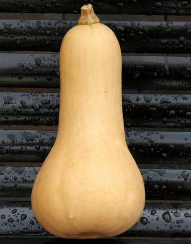 Zucca butternut muschio 10 - zucca,