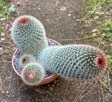 MAMMILLARIA SPINOSISSIMA RUBRISPINA - CACTUS - CIOTOLA Ø15