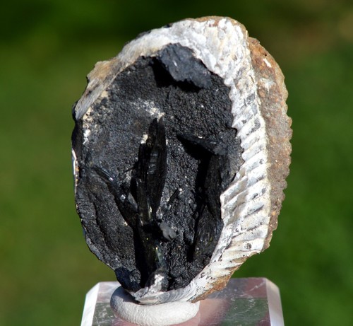 Vivianite conchiglia fossile - &,