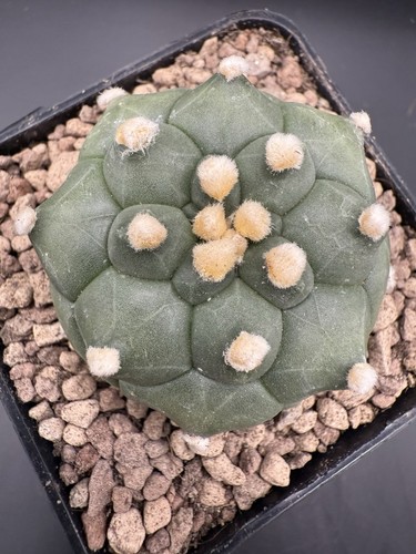 Astrophytum kikko turtle - kikko,