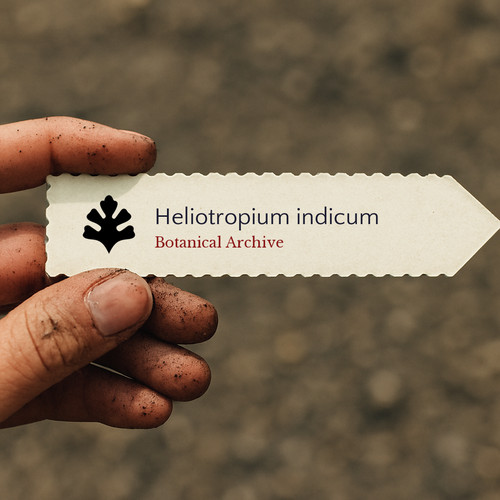Heliotropium indicum indian - indicum, |