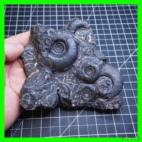 Piatto kg goniatite - 0,7,