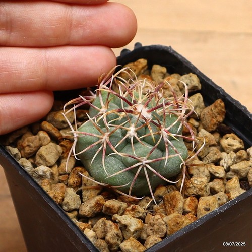 Thelocactus hexaedrophorus
