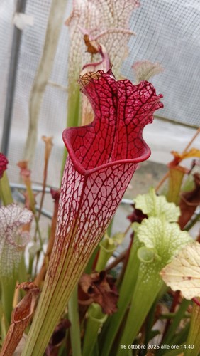 Sarracenia leucophylla l53 - sarracenia, "