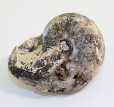 Nautilus, Procyclonautilus