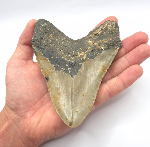 Bourlette nera megalodonte - bourlette, nera!