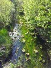 Photo 12x8 Algal strands in