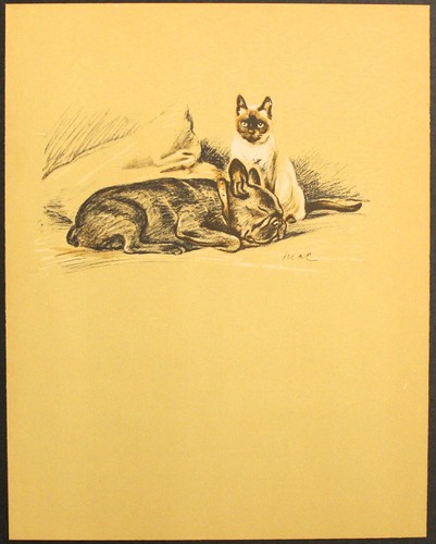 French bull dog - french, siamese