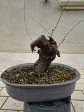 Pianta di olmo campestre