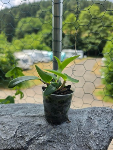 Orchidea cattleya intermedia - :,