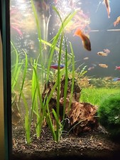 Pianta acquario Vallisneria