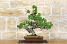 Bonsai di Pino Pentaphilla