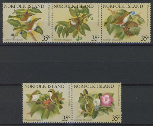 Isole norfolk uccellini - norfolk:,