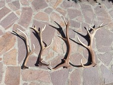 palchi corna trofei di cervo