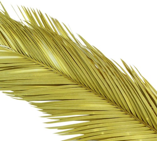 Cycas bianco essiccato - pz, 3