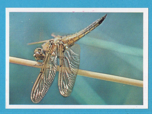 Animali tutto il - animali,