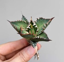 3~4 cm Agave titanota 'Red