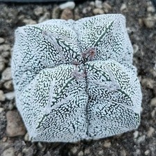 Astrophytum strongylogonum