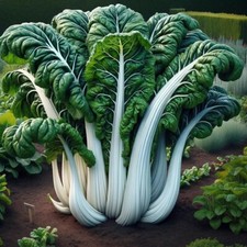 Swiss chard fordhook - swiss,
