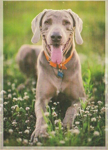 Cartolina weimaraner - cartolina,