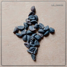  30+ semi IPOMOEA NIL 'Scarlett O'Hara' viola Morning Glory vento sfarzoso raro