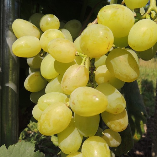Vite galachad produce - -,