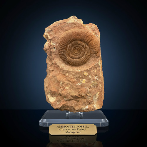 Fossile goniatite ammonite - di,