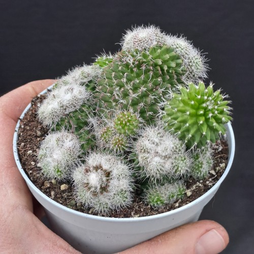 Mammillaria nejapensis - , f