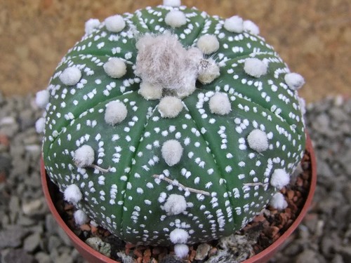 3c11 astrophytum asterias - x,