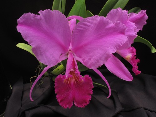 Cattleya trianae sangre de - cattleya,
