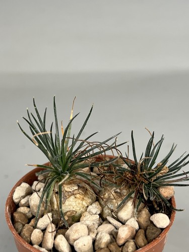 Ornithogalum sardienii caudex - ornithogalum,