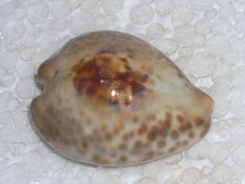CYPRAEA TEULEREI AMAZING