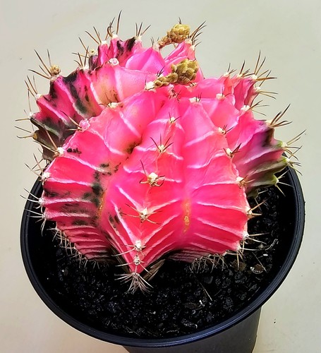 Gymnocalycium mihanovichii - gymnocalycium,