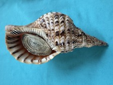 bellissima lumaca di mare