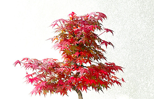 Acer palmatum deshoio - acer,