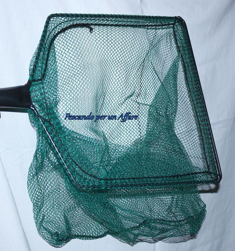 Testa gamberina ignesti - testa,