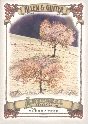 Cherry tree apprezzamento - cherry,
