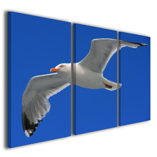 Stampe tela gull - stampe,