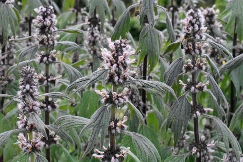 Motherwort 100 seeds - , –